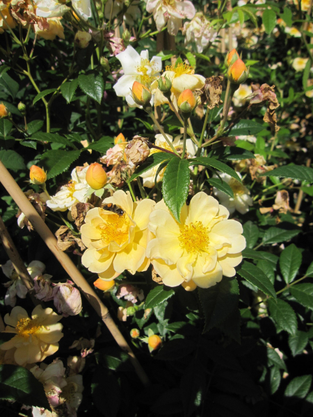 Ramblerrose Sunny Siluetta 1